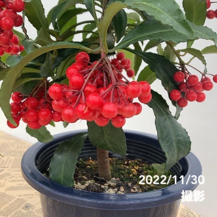 斑入りもみじ 藤浪錦6号鉢