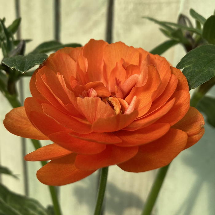 ラナンキュラス ラックスシリーズ 5号 ガラテア｜草花04-PA | 草花