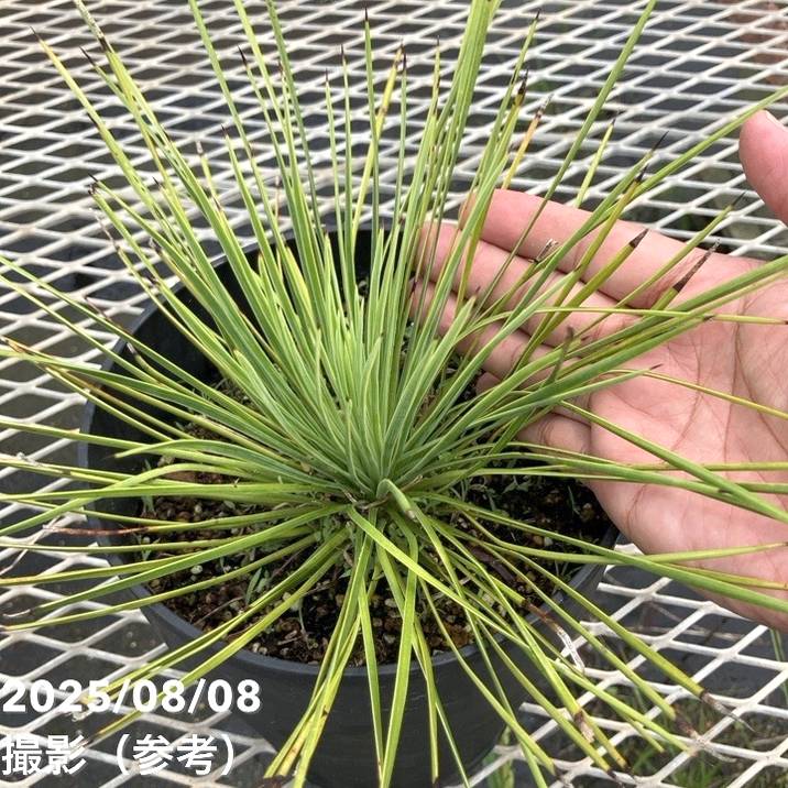 ユッカ 6号 リネアリフォリア（Yucca linearifolia）｜花木01-D1