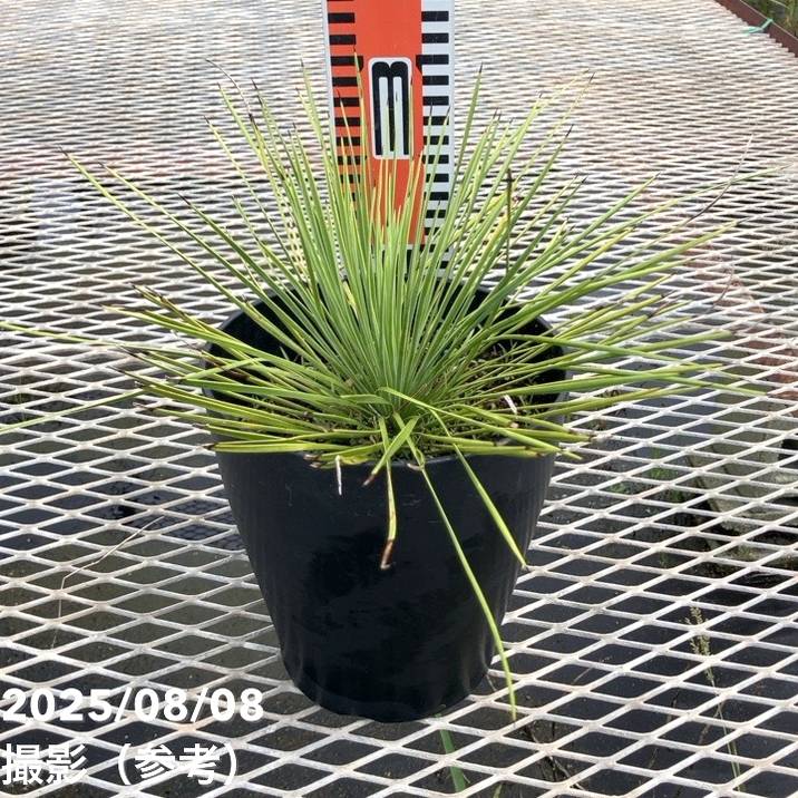 ユッカ リネアリフォリア (し) 2頭 ユッカ リネアリフォリア (し) 2頭 ユッカ 6号 リネアリフォリア