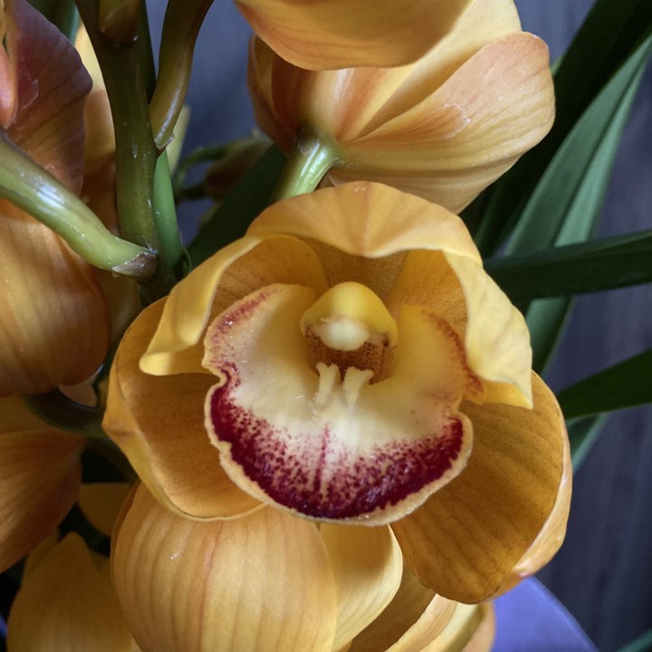 シンビジューム オレンジ系 6号 4本立｜洋蘭04-PA | ギフト,胡蝶蘭・洋