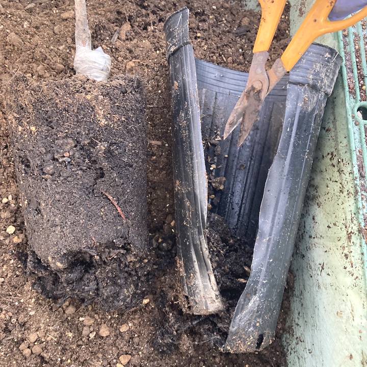 【数量限定】鈴鹿の森庭園 しだれ梅名木「地の龍(呉服しだれ)」接ぎ木苗 4号ロングポット苗 1年生苗|花木10-D1