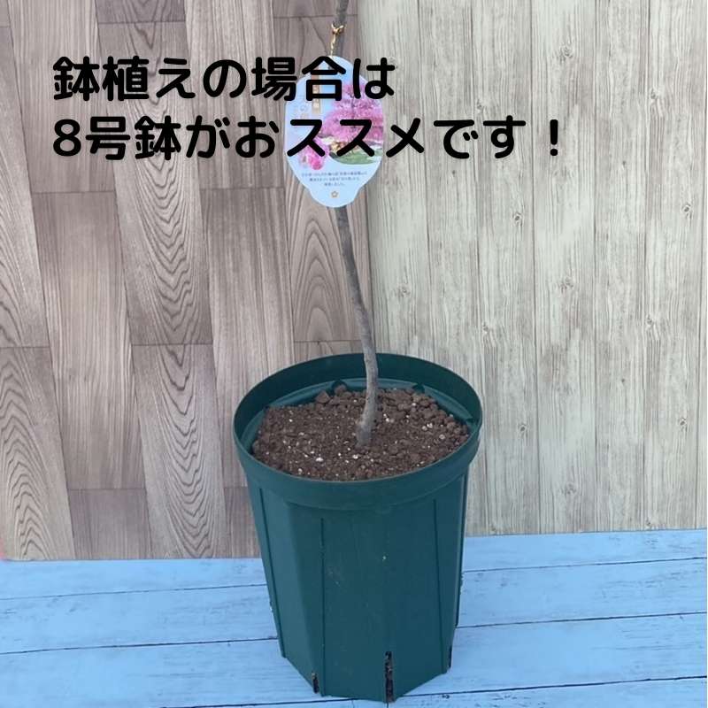 【数量限定】鈴鹿の森庭園 しだれ梅名木「地の龍(呉服しだれ)」接ぎ木苗 4号ロングポット苗 1年生苗|花木10-D1