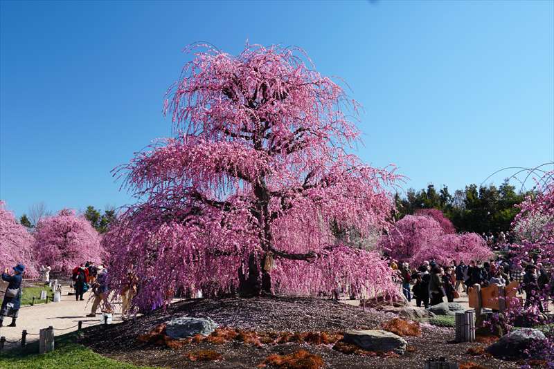 【数量限定】鈴鹿の森庭園 しだれ梅名木「天の龍(呉服しだれ)」接ぎ木苗 2年生 8号ロングスリット鉢|花木01-D1