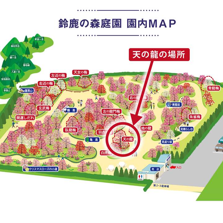 【数量限定】鈴鹿の森庭園 しだれ梅名木「天の龍(呉服しだれ)」接ぎ木苗 2年生 8号ロングスリット鉢|花木01-D1