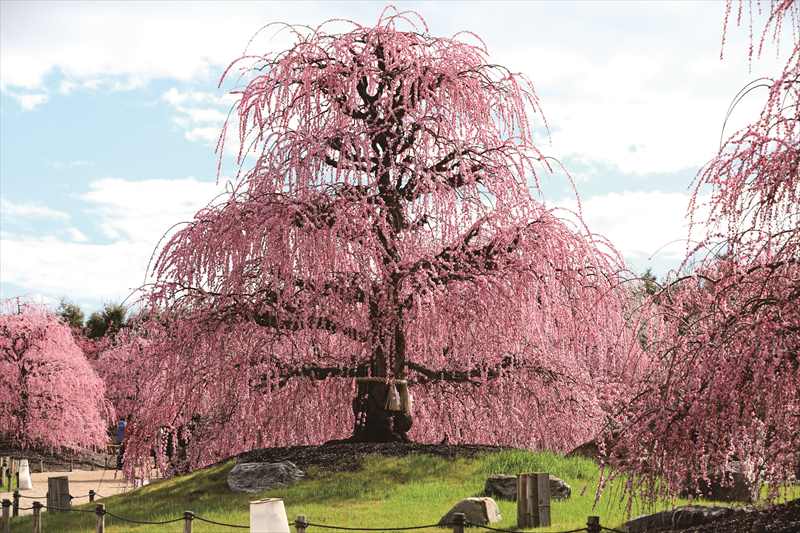 【数量限定】鈴鹿の森庭園 しだれ梅名木「天の龍(呉服しだれ)」接ぎ木苗 2年生 8号ロングスリット鉢|花木01-D1