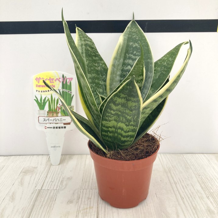 期間限定10％OFF！】サンスベリア 3.5号 スパーバハニー 生産鉢仕様