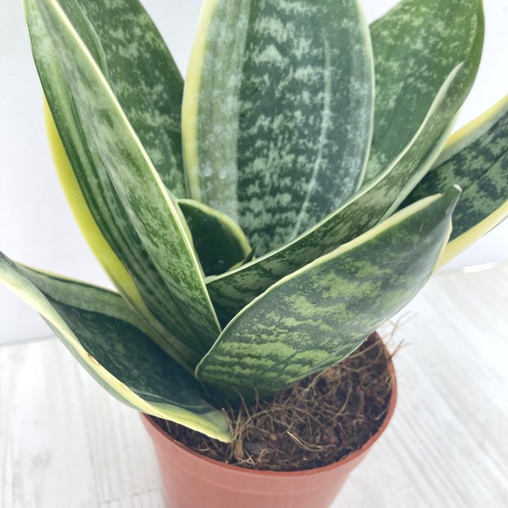 サンスベリア 3.5号 スパーバハニー 生産鉢仕様｜観葉02-D2 | 観葉