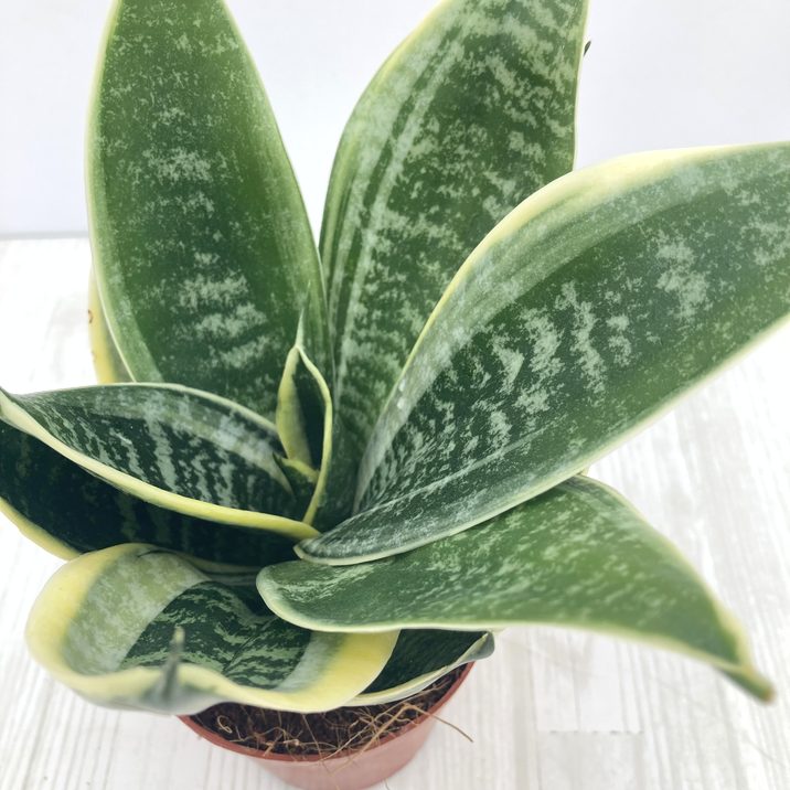 サンスベリア 3.5号 スパーバハニー 生産鉢仕様｜観葉02-D2