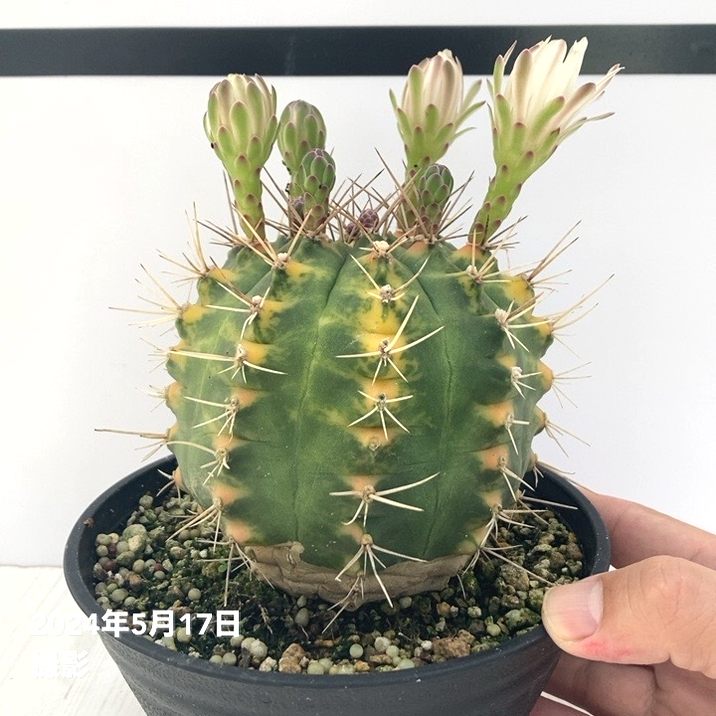 現品お届け】ギムノカリキウム 翠晃冠錦（すいこうかんにしき）5