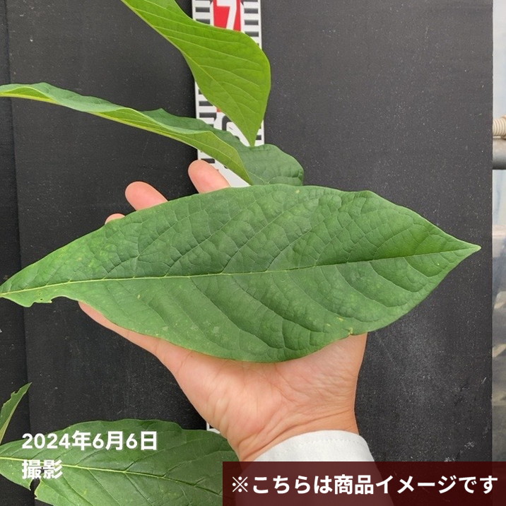 ピーターソンポポー アレングニー（アレゲーニー）5号｜果樹04-PA