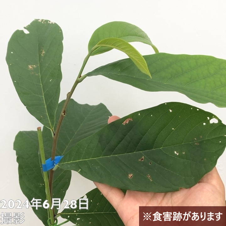 ポポー苗接木ピーターソンポポーアレグヘニー５号 Amazon.co.jp: ピーターソン ポポー2年生接木苗/5号ポット苗(品種