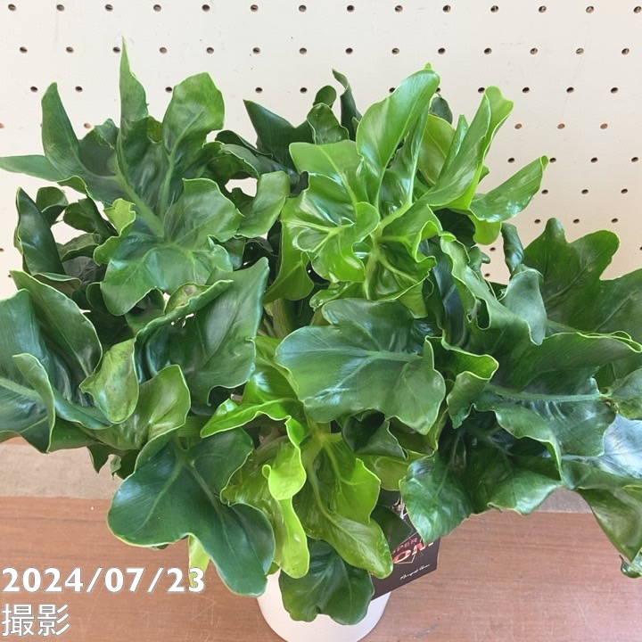 セローム ドワーフ 8号鉢つき 3株植え❗ フィロデンドロン セローム