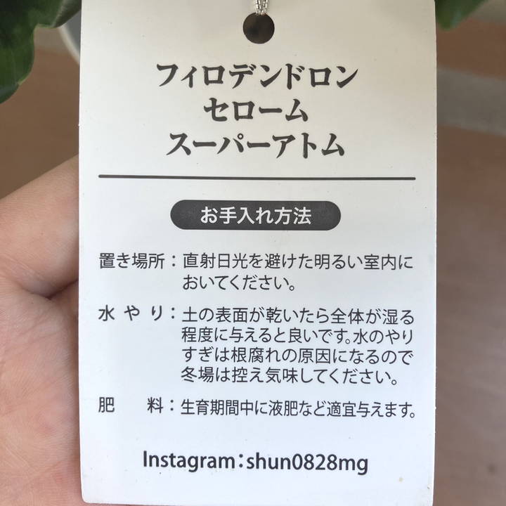 フィロデンドロン セローム スーパーアトム 5号 ｜観葉04-PA | 観葉