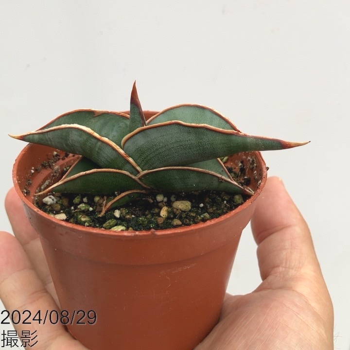 サンスベリア サンセベリア ロリダ4 勿体なく