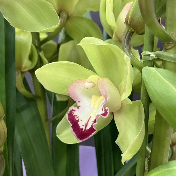 シンビジューム グリーン系 6号 4本立 ギフト仕様｜洋蘭04-PA | ギフト