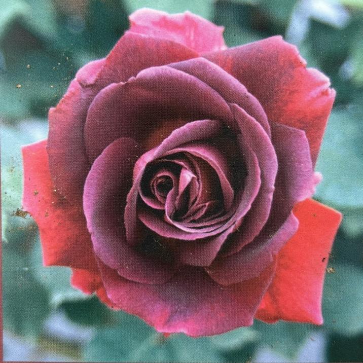 ランダム1鉢カット】アエオ「グリーンローズ」6㌢鉢大小有り傷有り