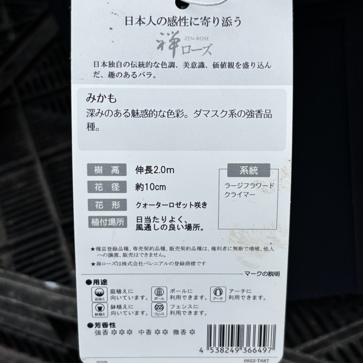 バラ大苗 みかも 7号ロングスリット鉢 禅ローズ｜花木04-PA | 花木