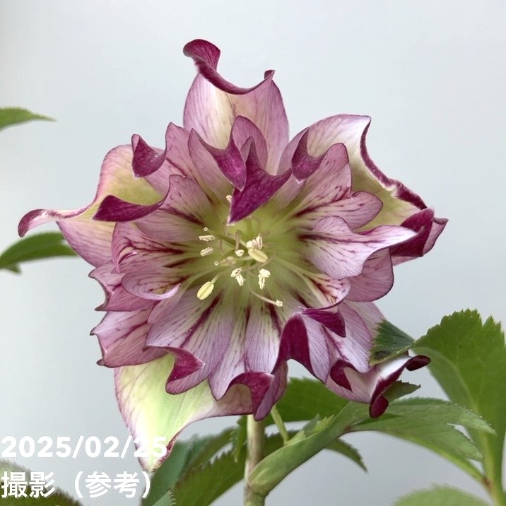 一点物】松村ナーセリー クリスマスローズ くるりんぱ 4.5号ポット