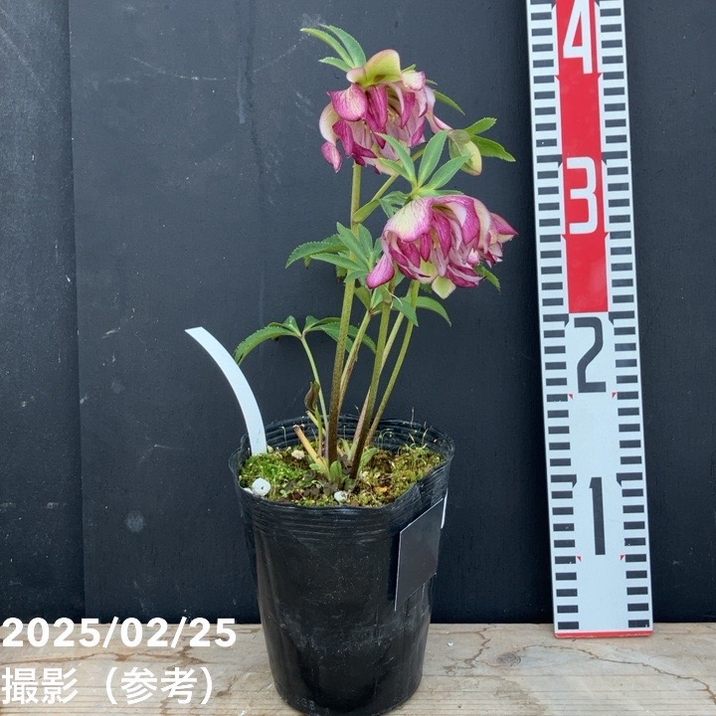 一点物】松村ナーセリー クリスマスローズ くるりんぱ 4.5号ポット