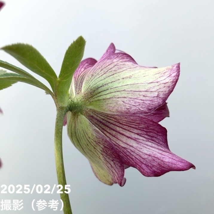 一点物】松村ナーセリー クリスマスローズ くるりんぱ 4.5号ポット