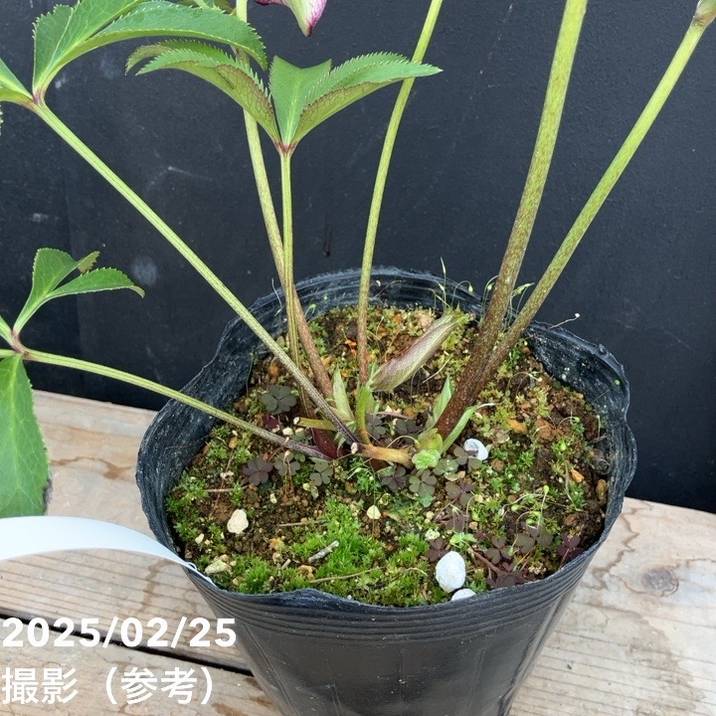 一点物】松村ナーセリー クリスマスローズ くるりんぱ 4.5号ポット