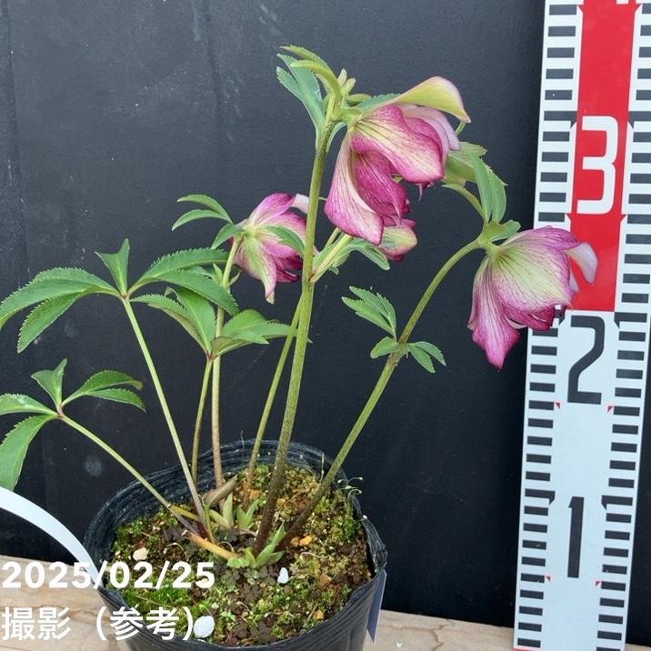 一点物】松村ナーセリー クリスマスローズ くるりんぱ 4.5号ポット