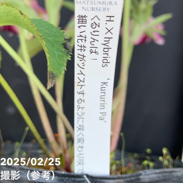 一点物】松村ナーセリー クリスマスローズ くるりんぱ 4.5号ポット