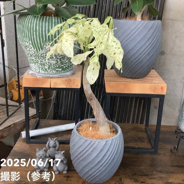 パキラ ミルキーウェイ(赤ラインでカット) パキラ ミルキーウェイ(赤ラインでカット) - メルカリ