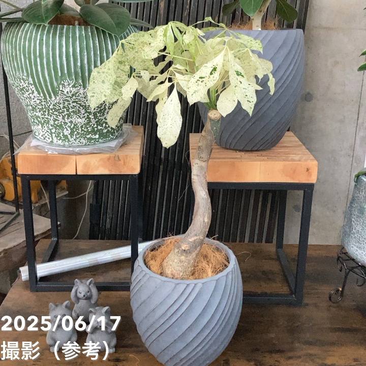 パキラ ミルキーウェイ　受け皿付き　高さ約80cm(現物のみ) パキラ・ミルキーウェイ M | 観葉植物の通販 AND PLANTS (アンド