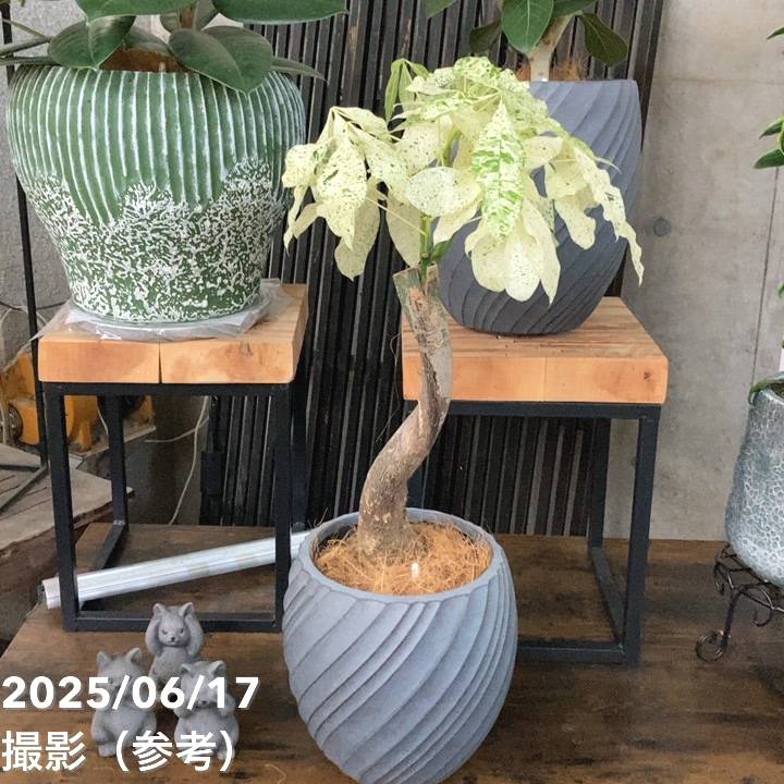 現品お届け】赤塚オリジナルインテリアグリーン 斑入りパキラ