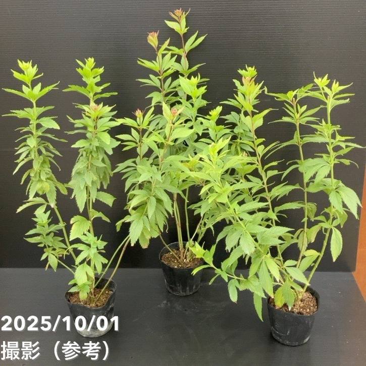 フジバカマ 3.5号 2色植え 3鉢セット｜草花10-TU | 草花 | 赤塚植物園