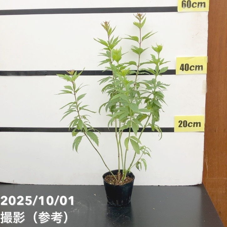 フジバカマ 3.5号 2色植え 3鉢セット｜草花10-TU | 草花 | 赤塚植物園