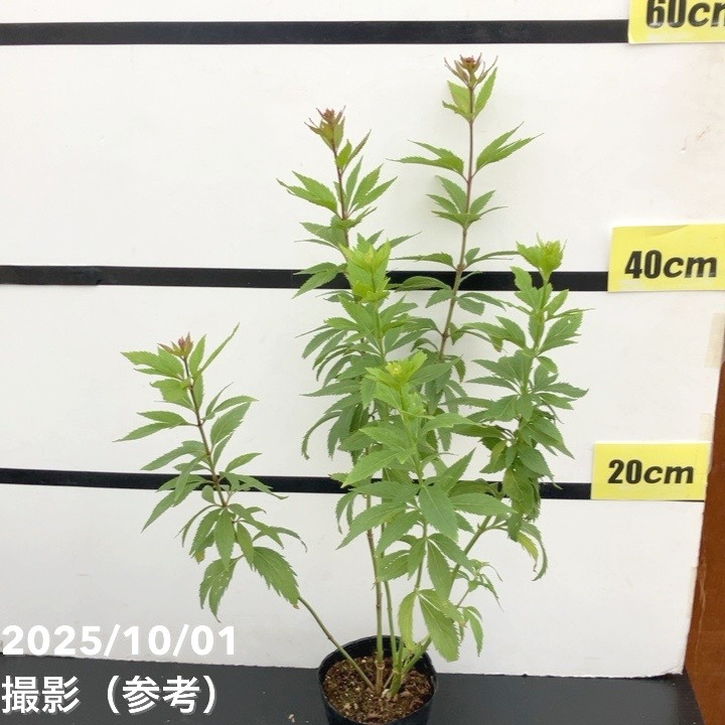 フジバカマ 3.5号 2色植え 3鉢セット｜草花10-TU | 草花 | 赤塚植物園