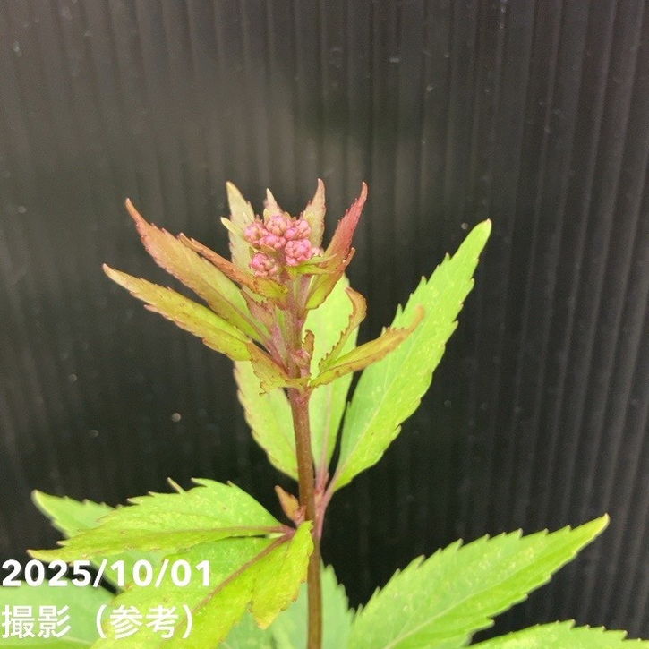 フジバカマ 3.5号 2色植え 3鉢セット｜草花10-TU | 草花 | 赤塚植物園