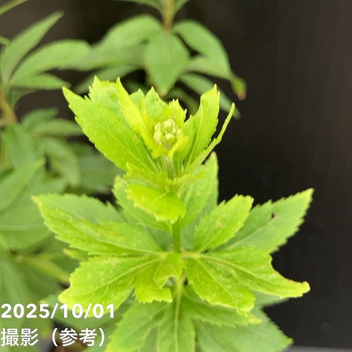 フジバカマ 3.5号 2色植え 3鉢セット｜草花10-TU | 草花 | 赤塚植物園