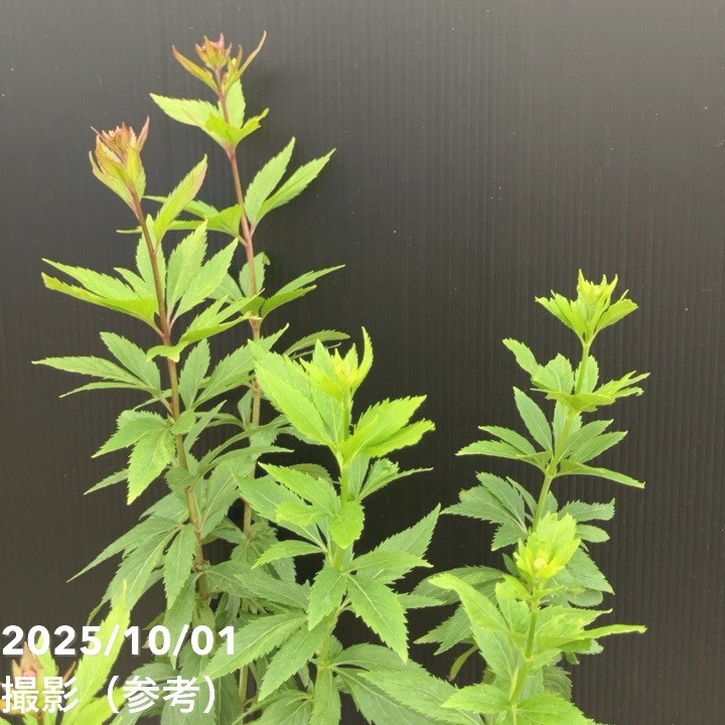 フジバカマ 3.5号 2色植え 3鉢セット｜草花10-TU | 草花 | 赤塚植物園