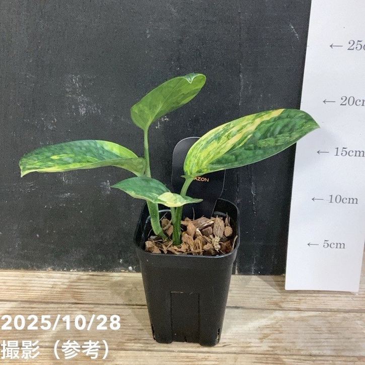 モンステラ カルステニアナム（ペルー）Monstera Karstenianum