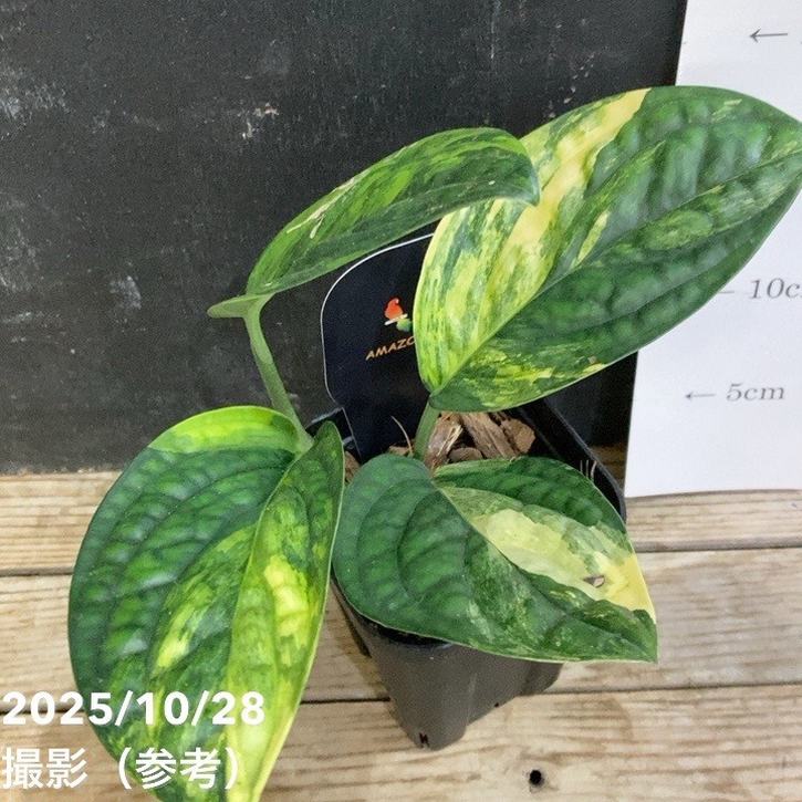 希少Monstera Peru 斑入り＊モンステラ ペルー＊マーブル斑＊観葉植物 モンステラ カルステニアナム（ペルー）Monstera Karstenianum