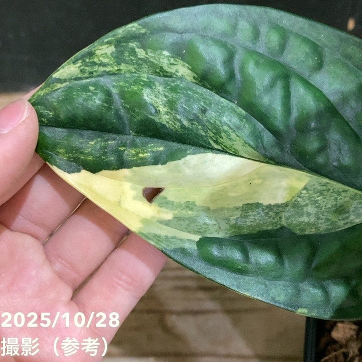 モンステラ カルステニアナム（ペルー）Monstera Karstenianum