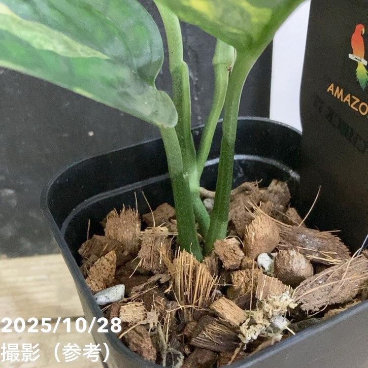 モンステラ カルステニアナム ペルー モンステラ カルステニアナム（ペルー）Monstera Karstenianum