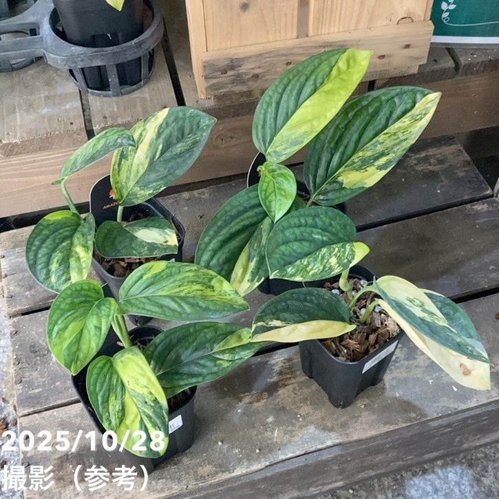 希少Monstera Peru 斑入り＊モンステラ ペルー＊マーブル斑＊観葉植物 モンステラ カルステニアナム（ペルー）Monstera Karstenianum