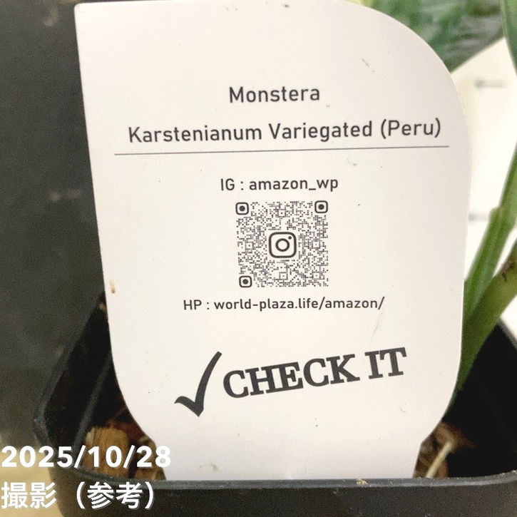 モンステラ カルステニアナム（ペルー）Monstera Karstenianum