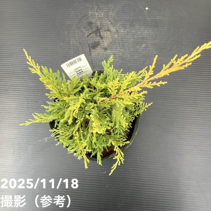 コニファー這性 セイブロックゴールド 5号|花木10-TU