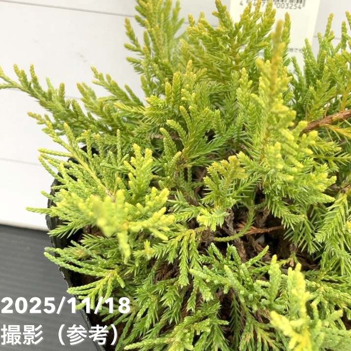 コニファー這性 セイブロックゴールド 5号｜花木10-TU | 花木・庭木