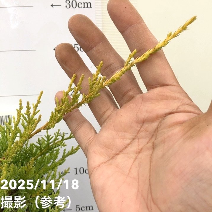 コニファー這性 セイブロックゴールド 5号|花木10-TU