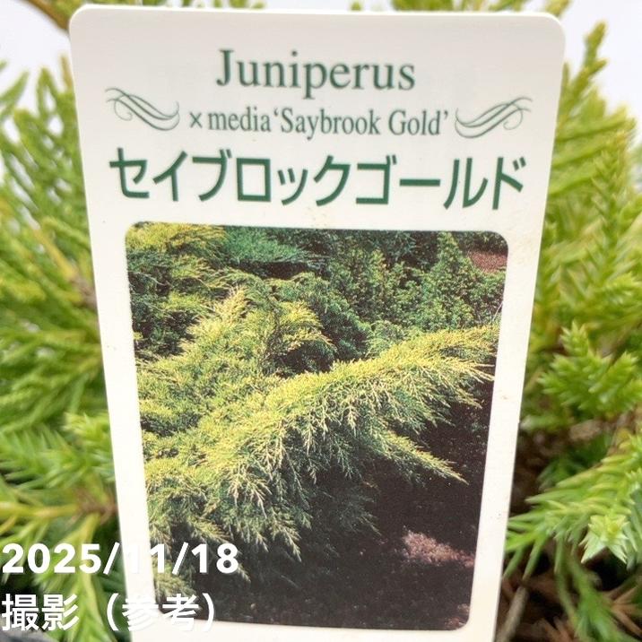 コニファー這性 セイブロックゴールド 5号|花木10-TU