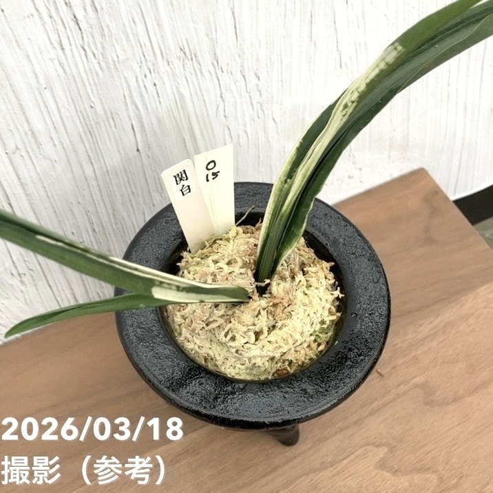 万年青　おもと　関白　斑入り　4号陶器鉢つき　⑥ 現品お届け】豊明園 万年青 オモト 関白 陶器鉢（O15）｜観葉10-TU