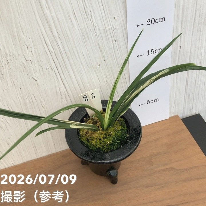 現品お届け】豊明園 万年青 オモト 関白 陶器鉢（O15）｜観葉10-TU