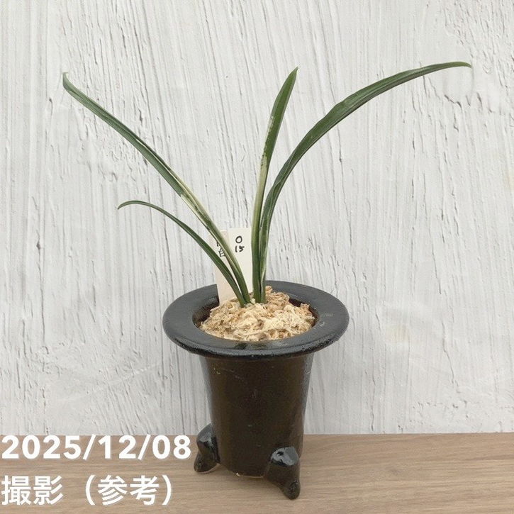 現品お届け】豊明園 万年青 オモト 関白 陶器鉢（O15）｜観葉10-TU